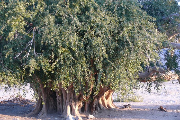 Ficus cordata
