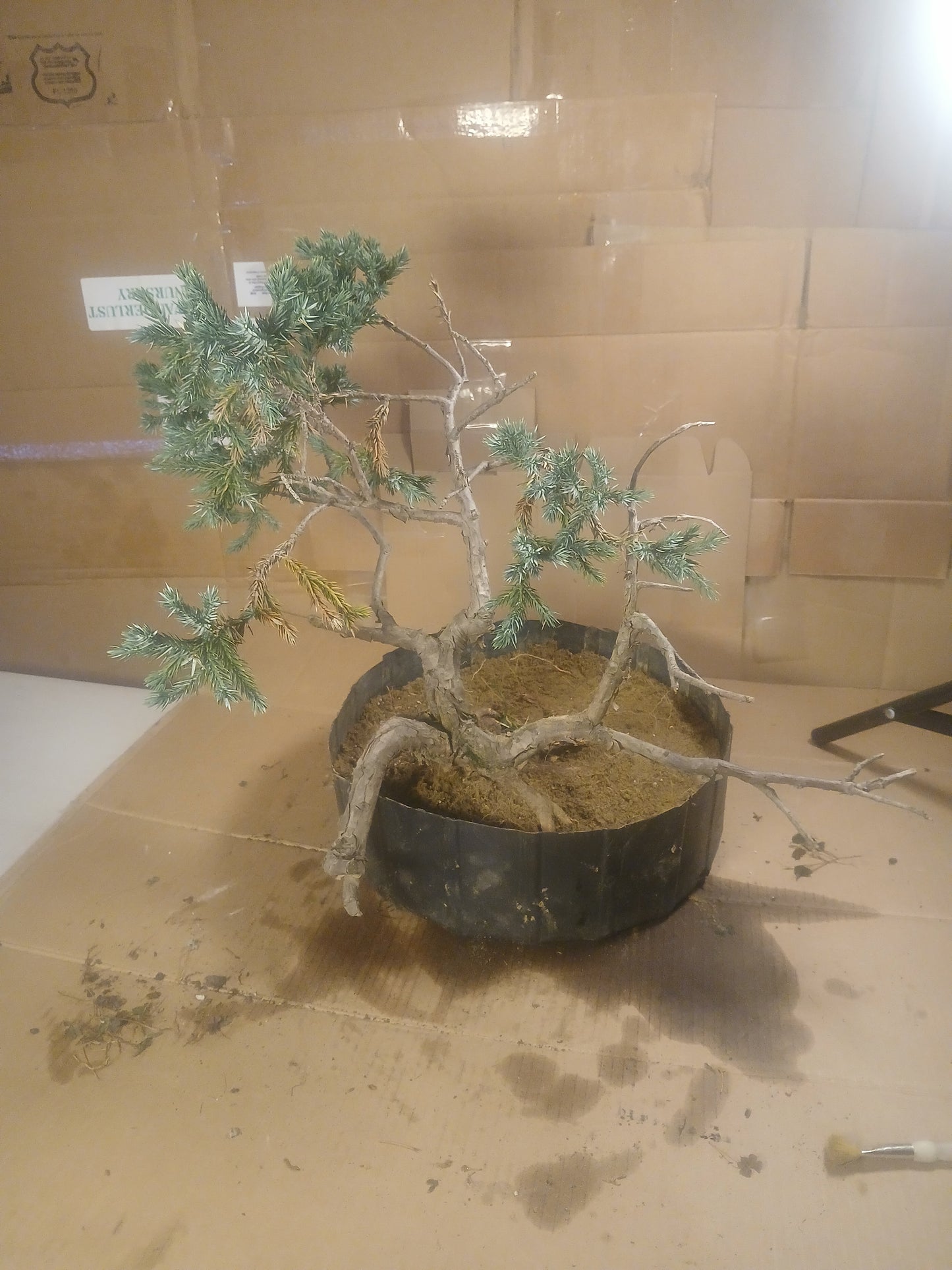 Blue star juniper bonsai