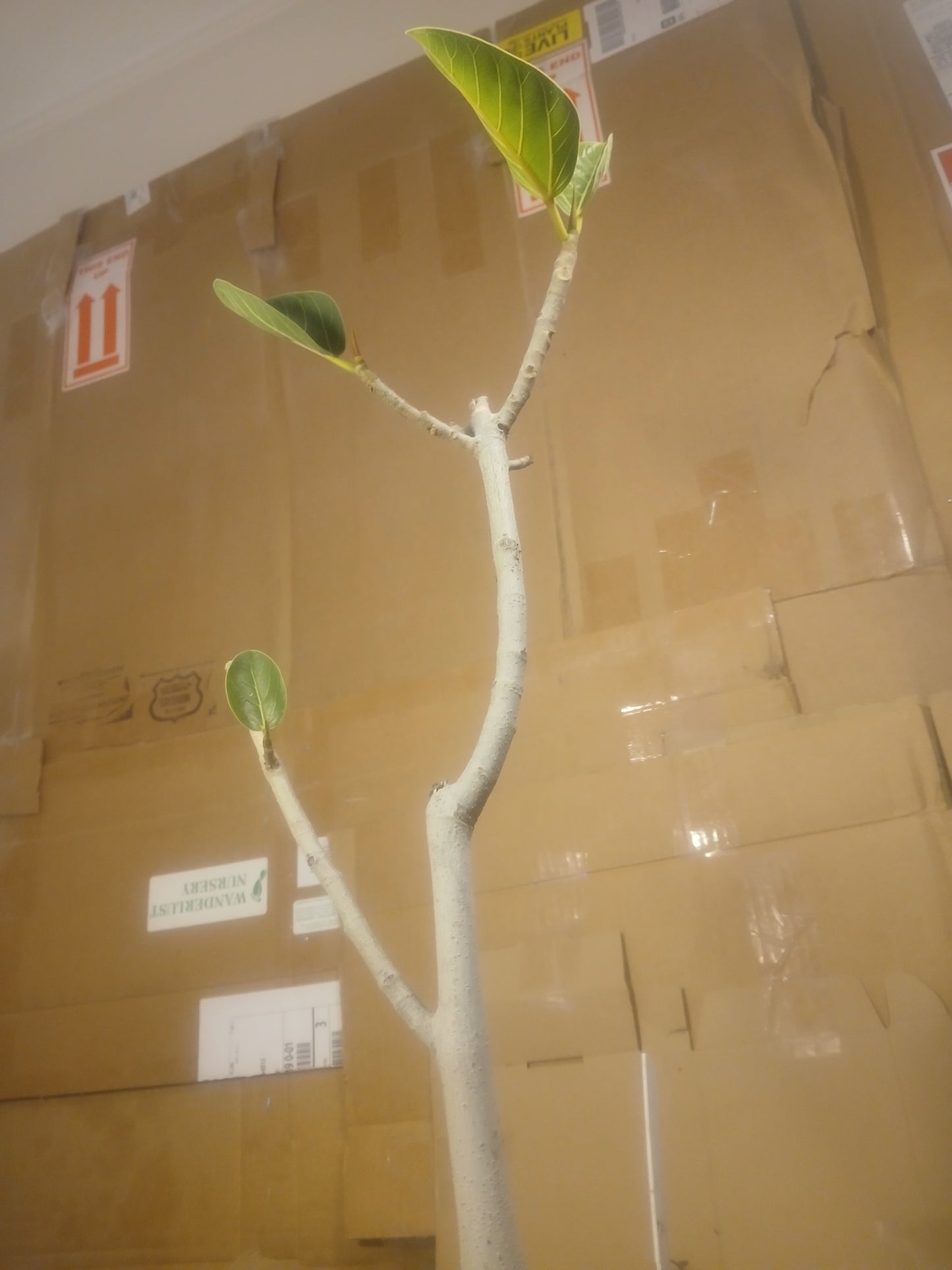 Ficus audrey prebonsai