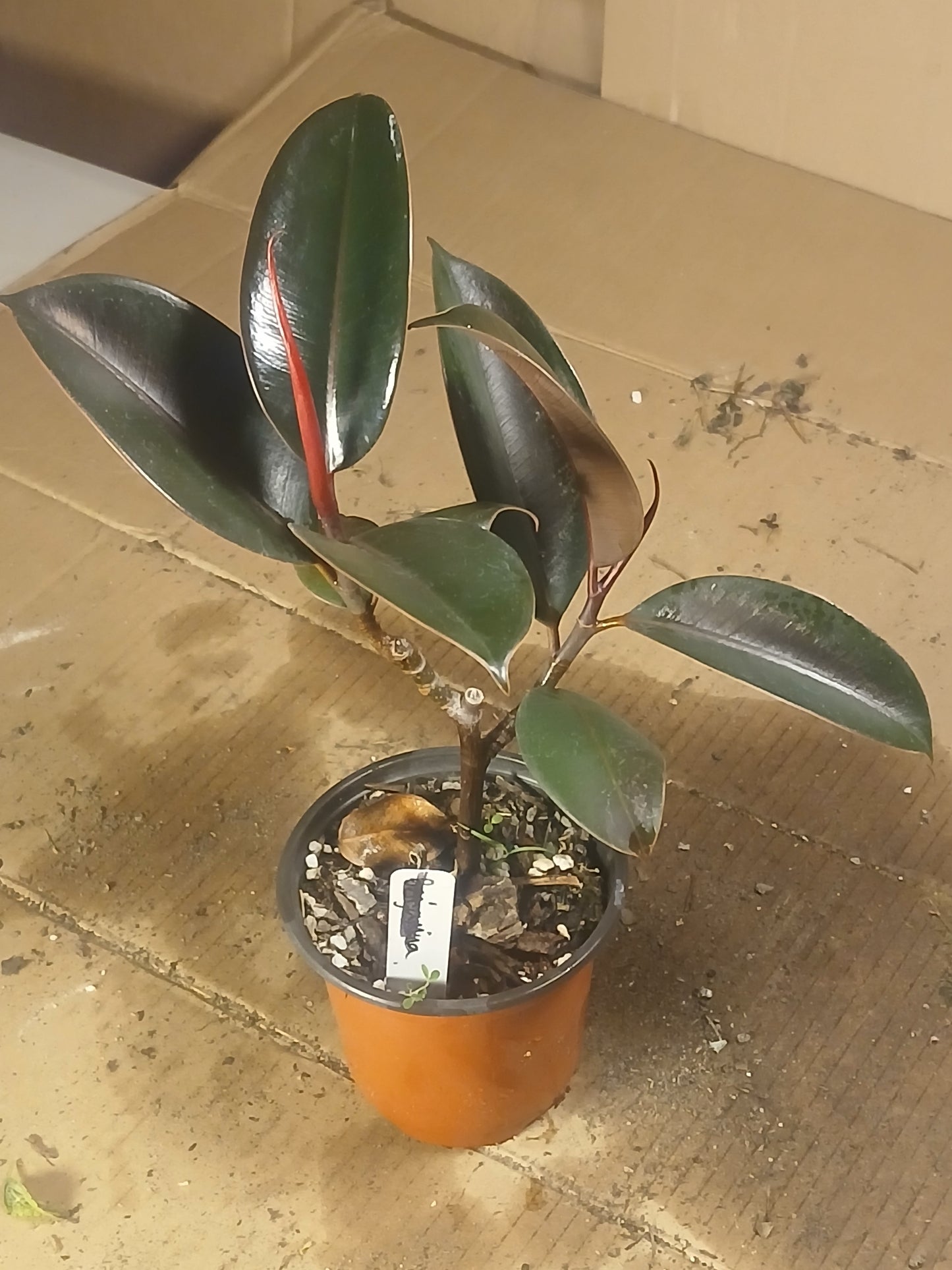 Ficus elastica ruby pre bonsai.