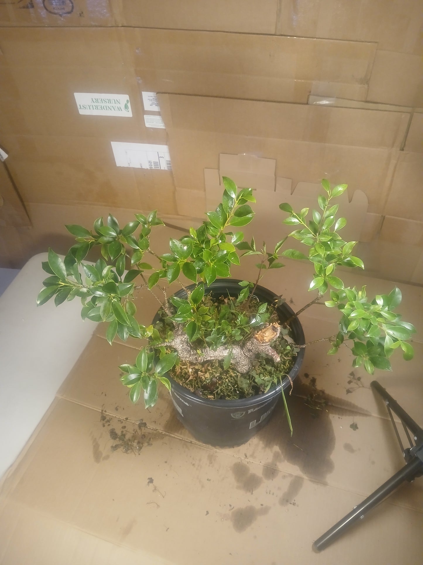 Ficus microcarpa