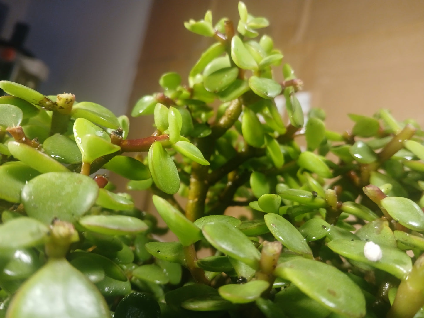 Portulacaria bonsai forest