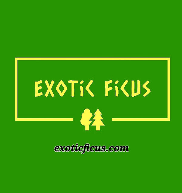 Exotic Ficus