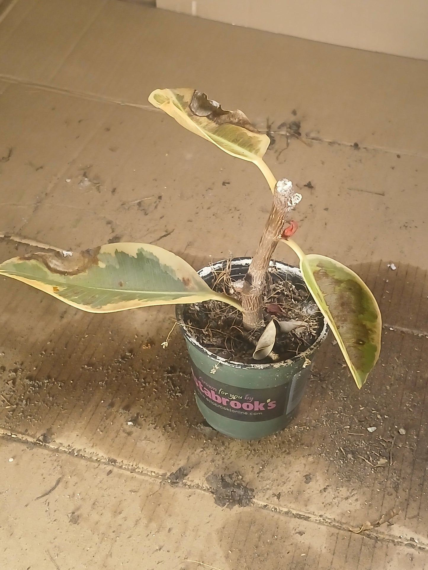 Ficus elastica. Shes got good bones. Be nice.