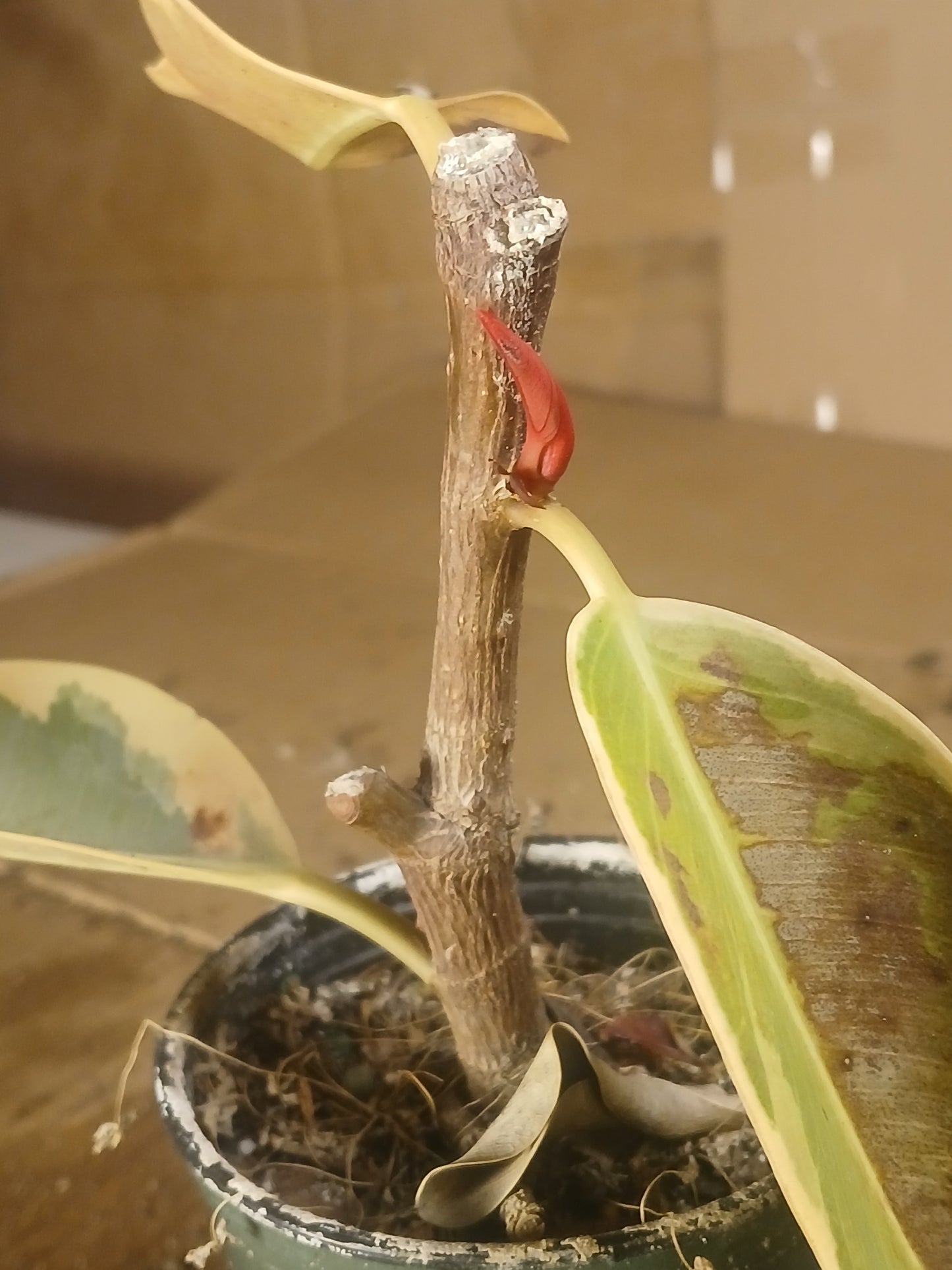 Ficus elastica. Shes got good bones. Be nice.