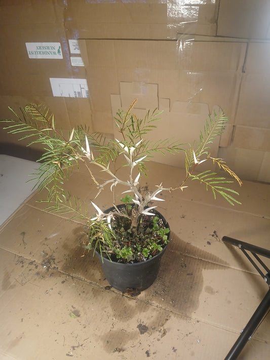 Bullhorn acacia pre bonsai.