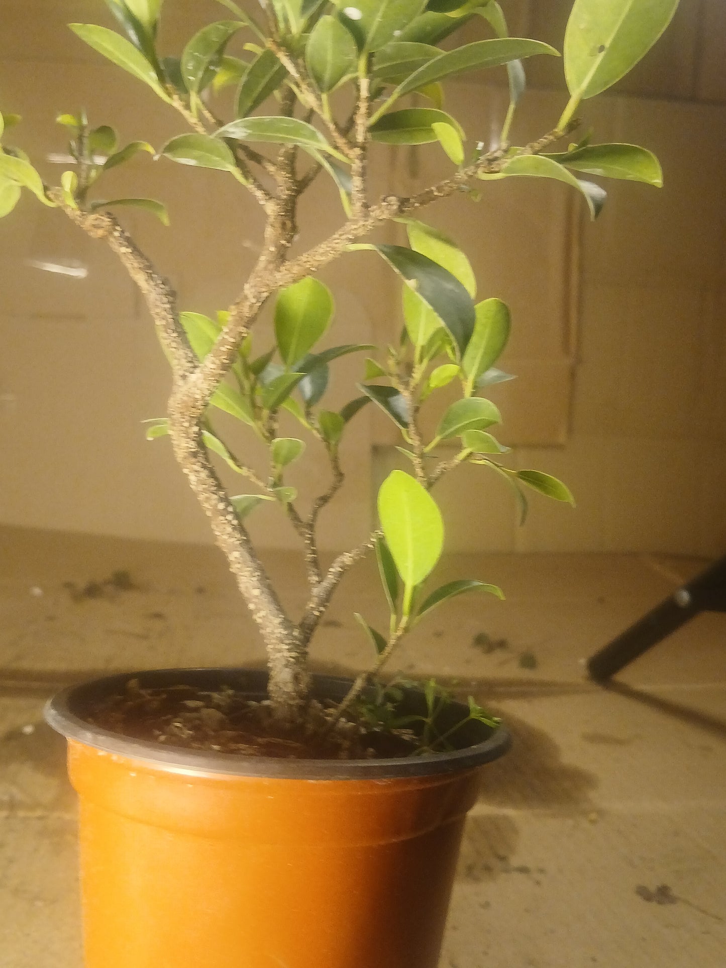 Ficus microcarpa bonsai