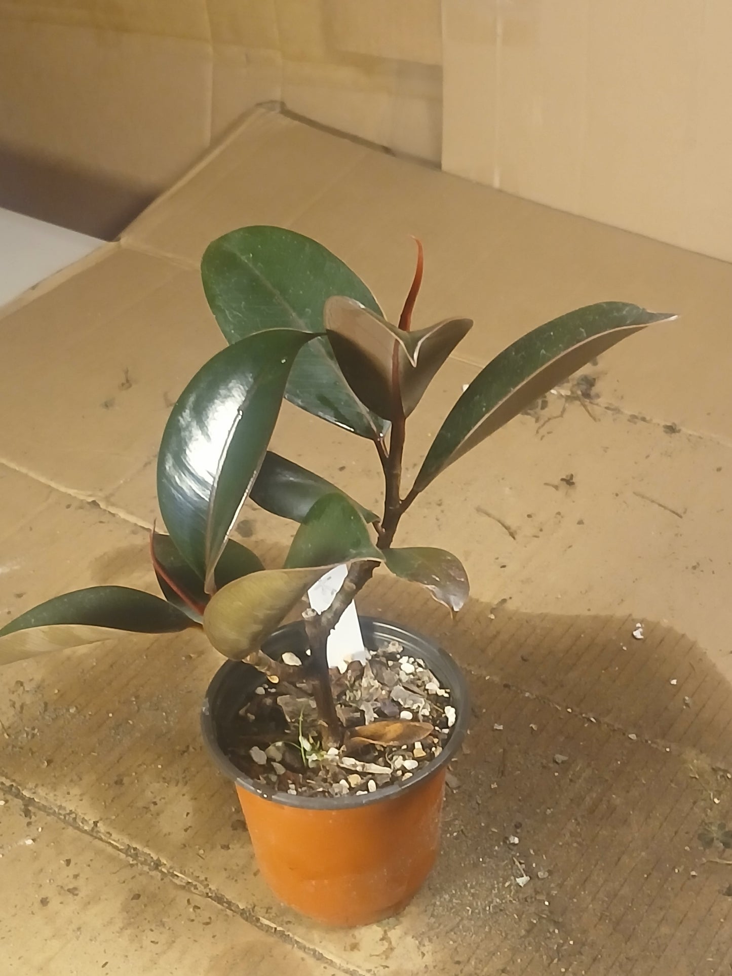 Ficus elastica ruby pre bonsai.
