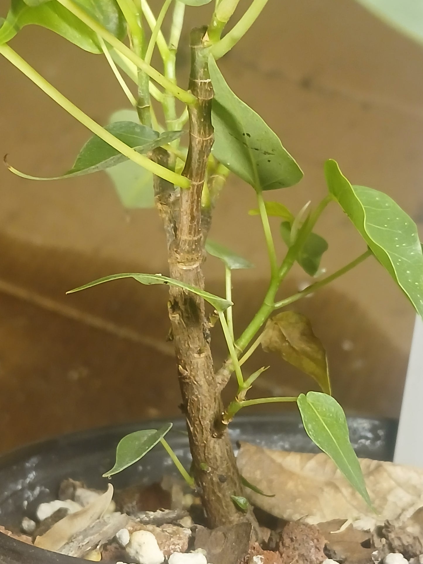 Ficus religiosa, pre bonsai