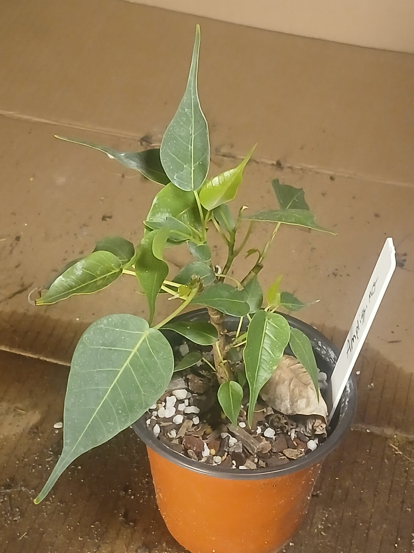 Ficus religiousa