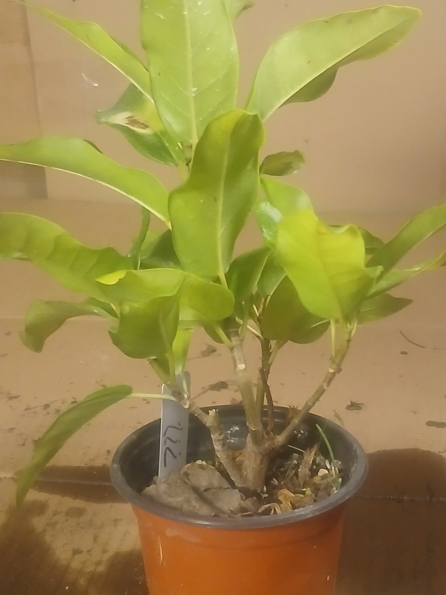 Ficus sansibarica