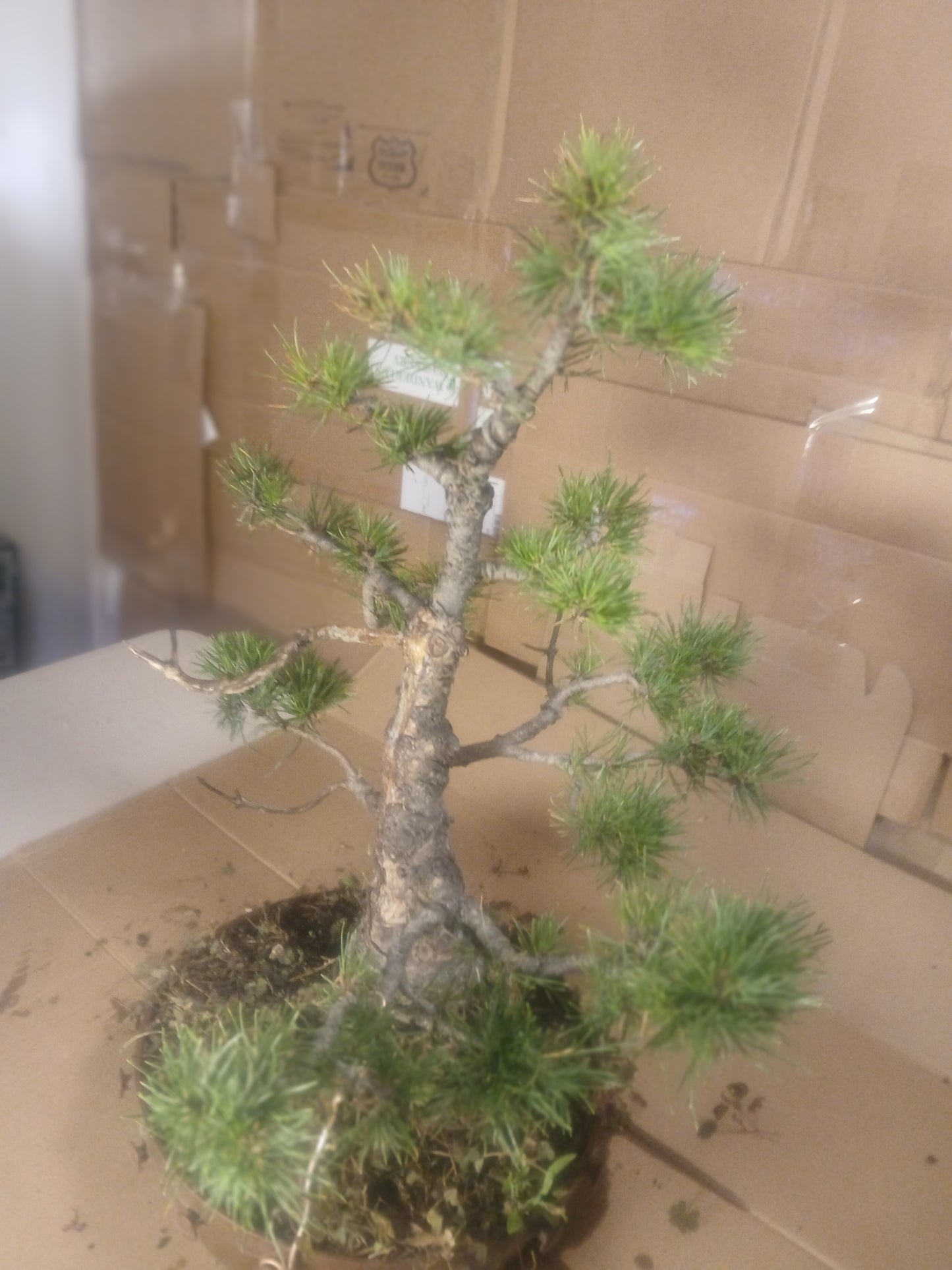 Scotts pine bonsai