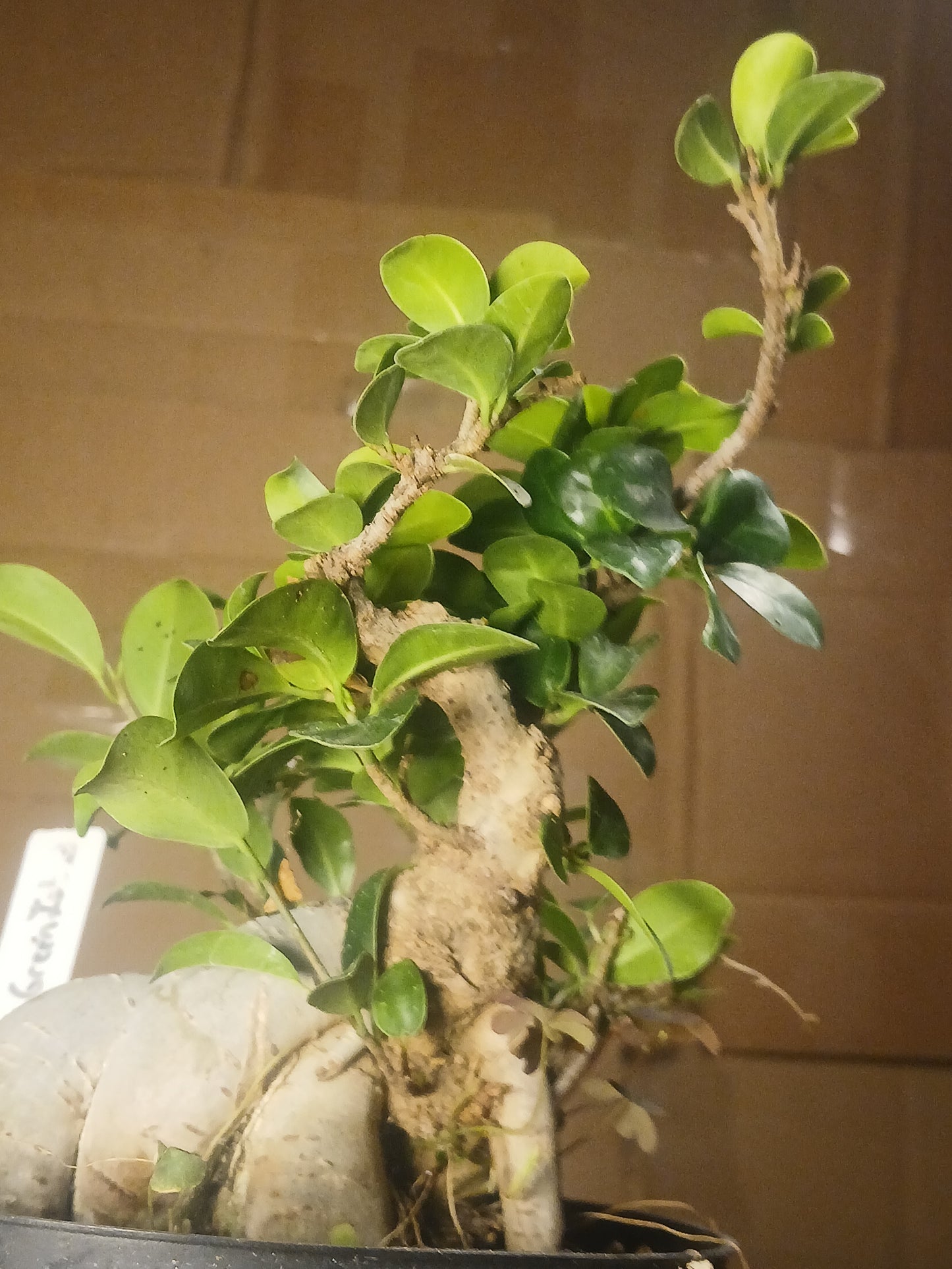 Ficus microcarpa "ginsing"