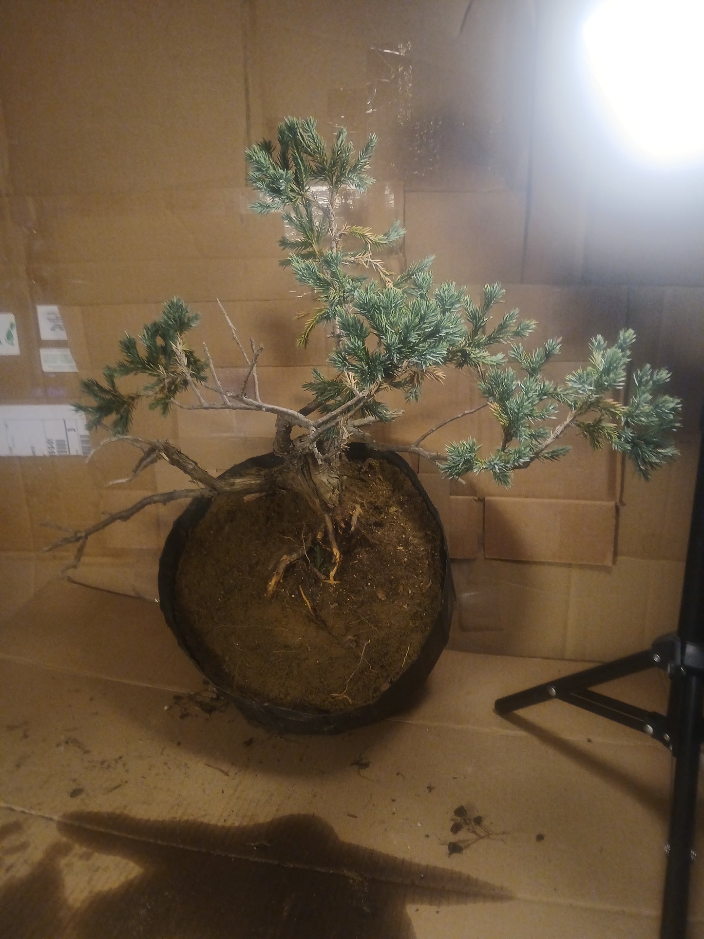 Blue star juniper bonsai