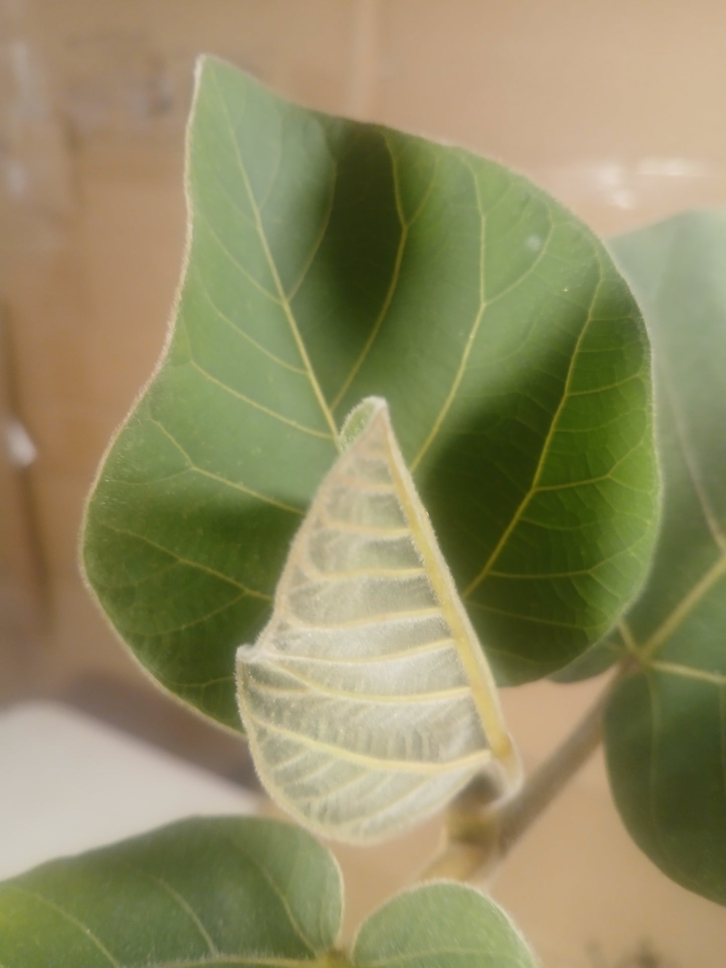 Ficus auriculata