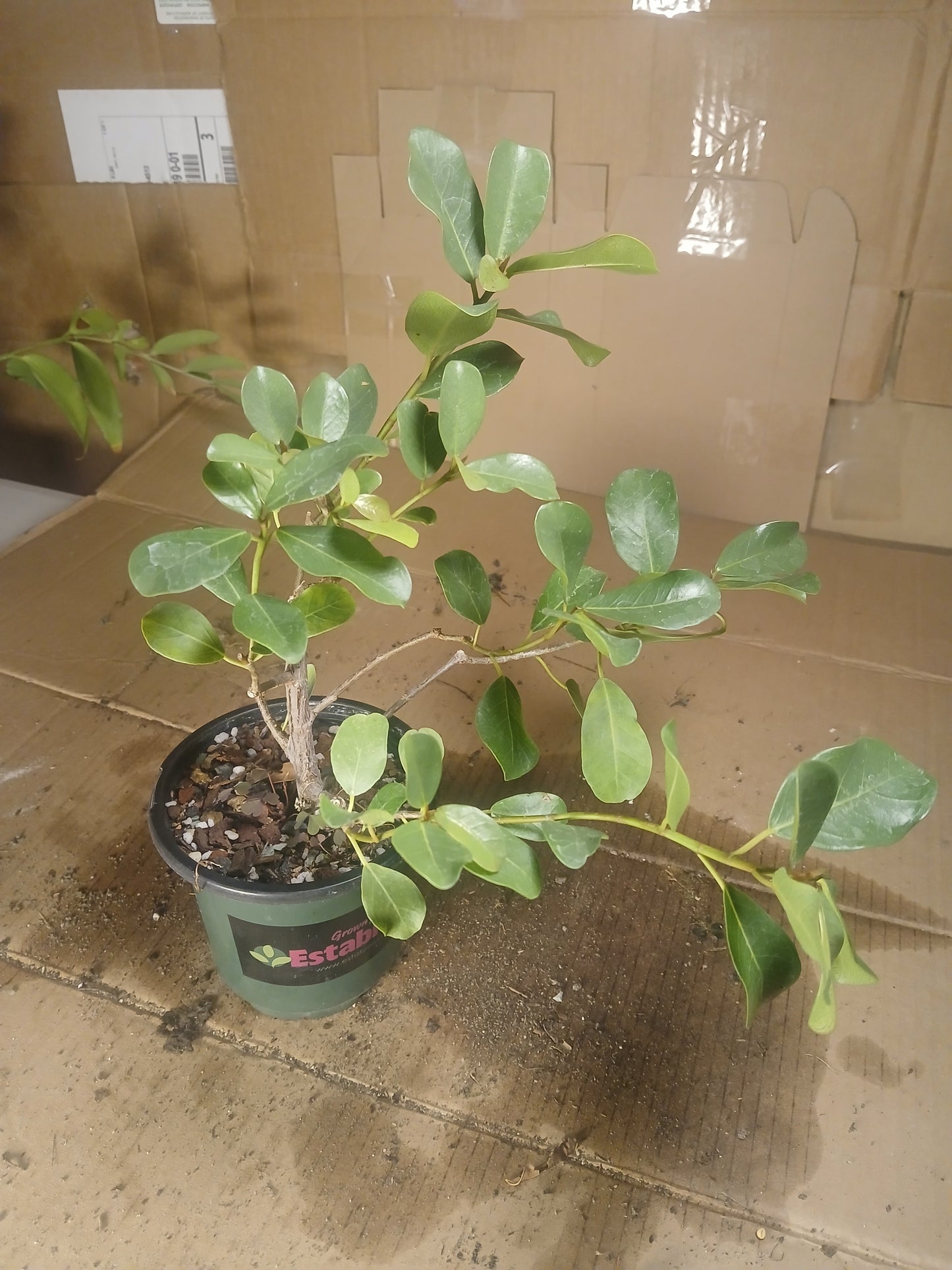 Ficus illicinna, pre bonsai.