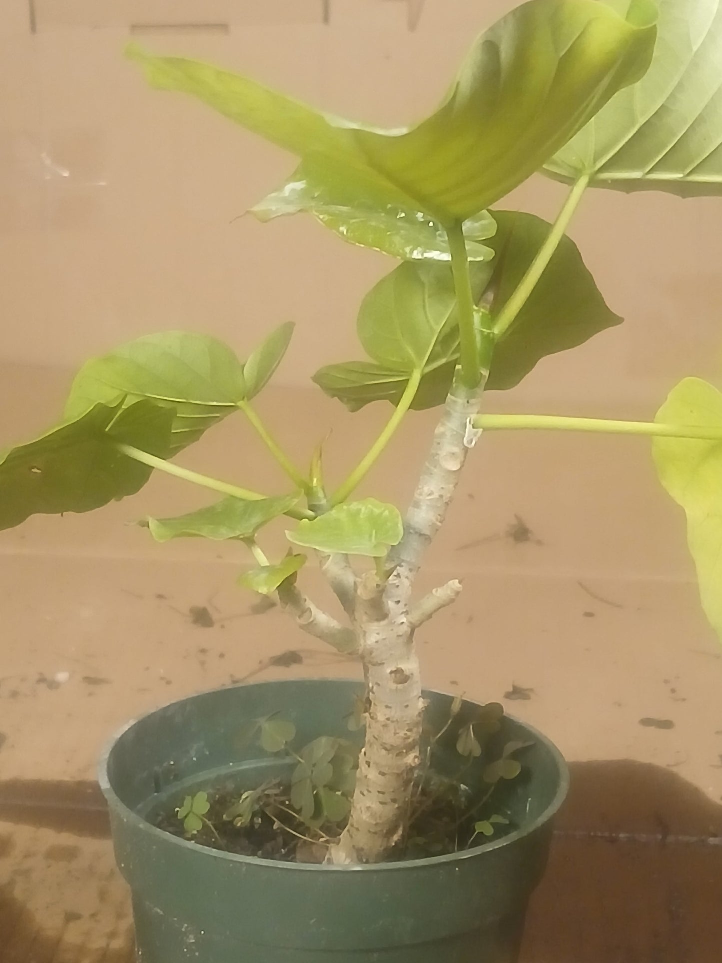 Ficus umbellata pre bonsai