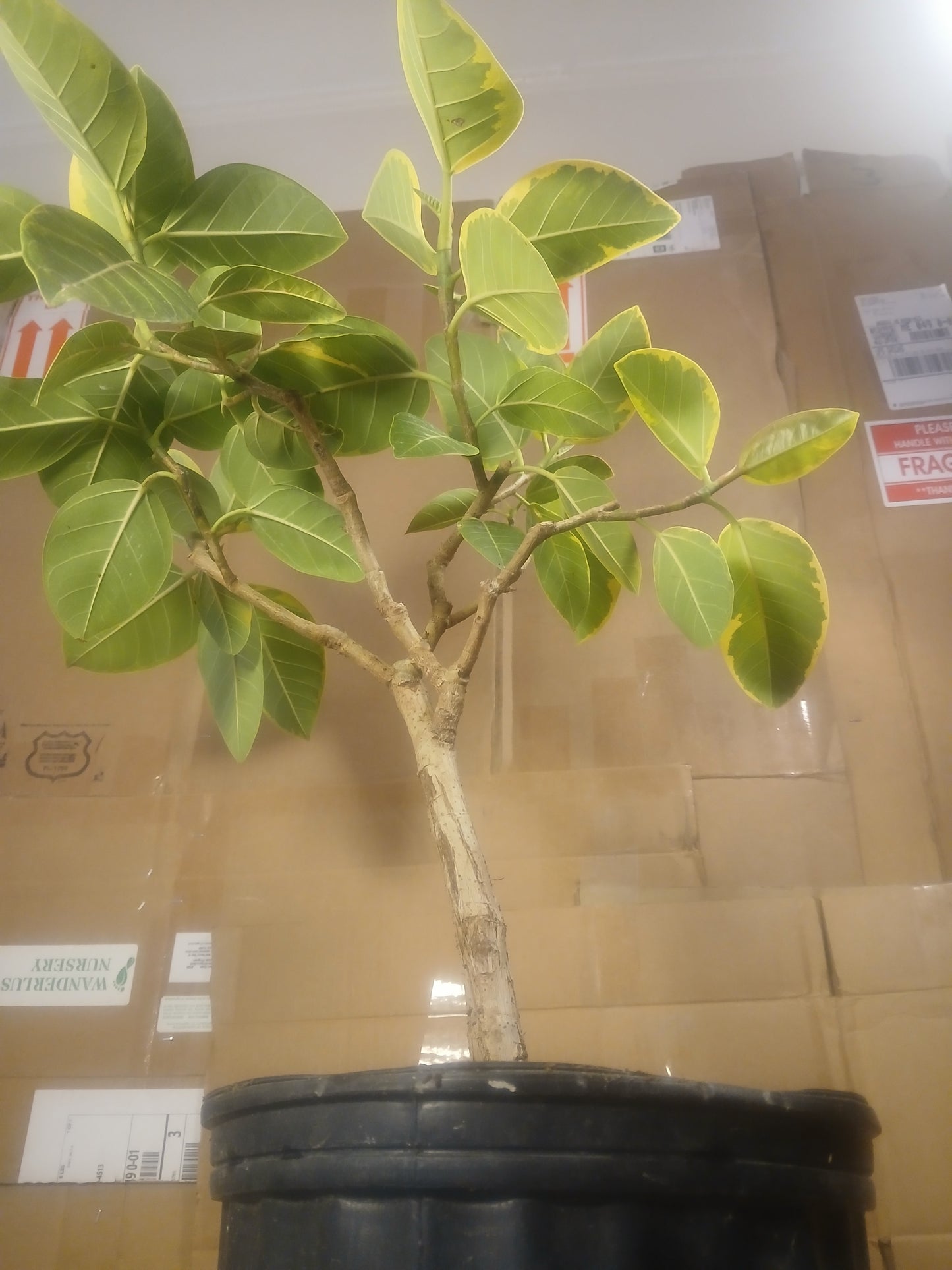 Ficus amplissima
