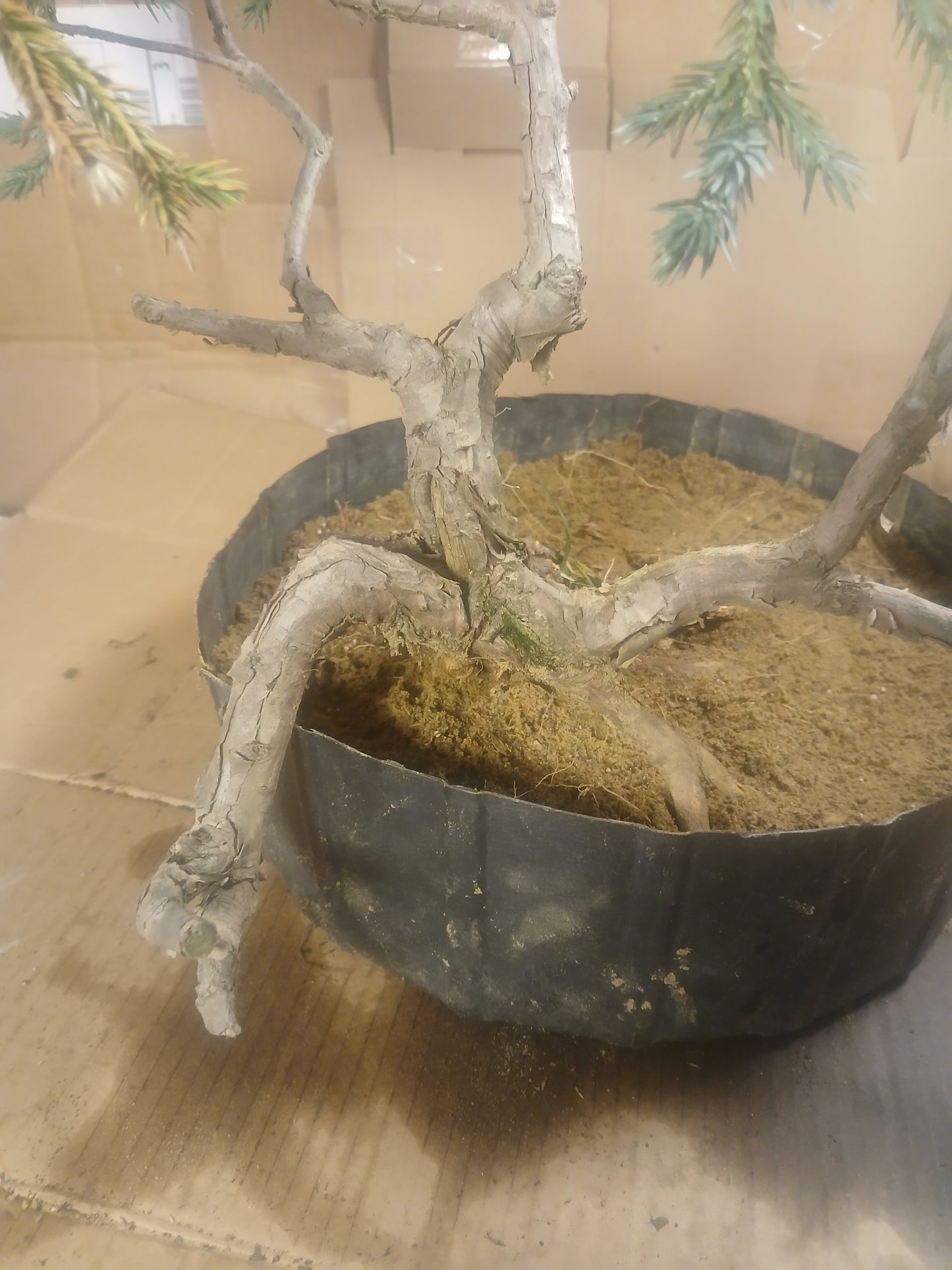 Blue star juniper bonsai