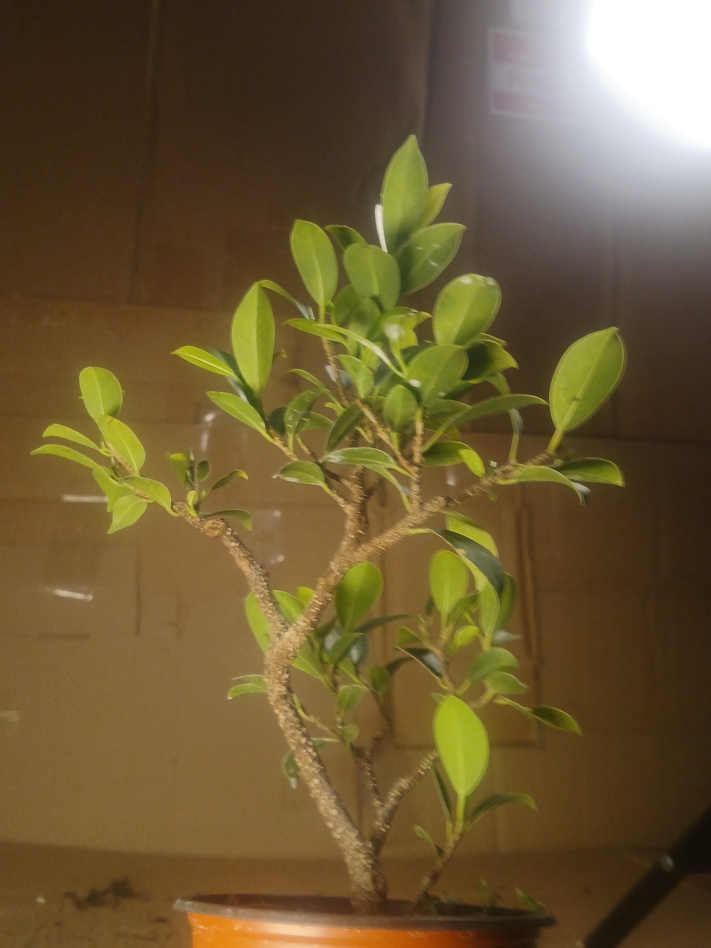 Ficus microcarpa bonsai