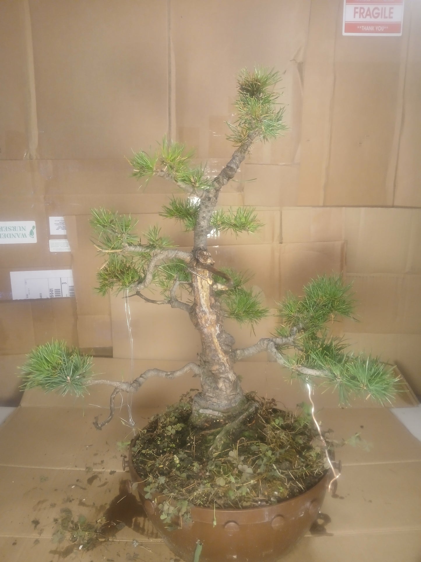 Scotts pine bonsai