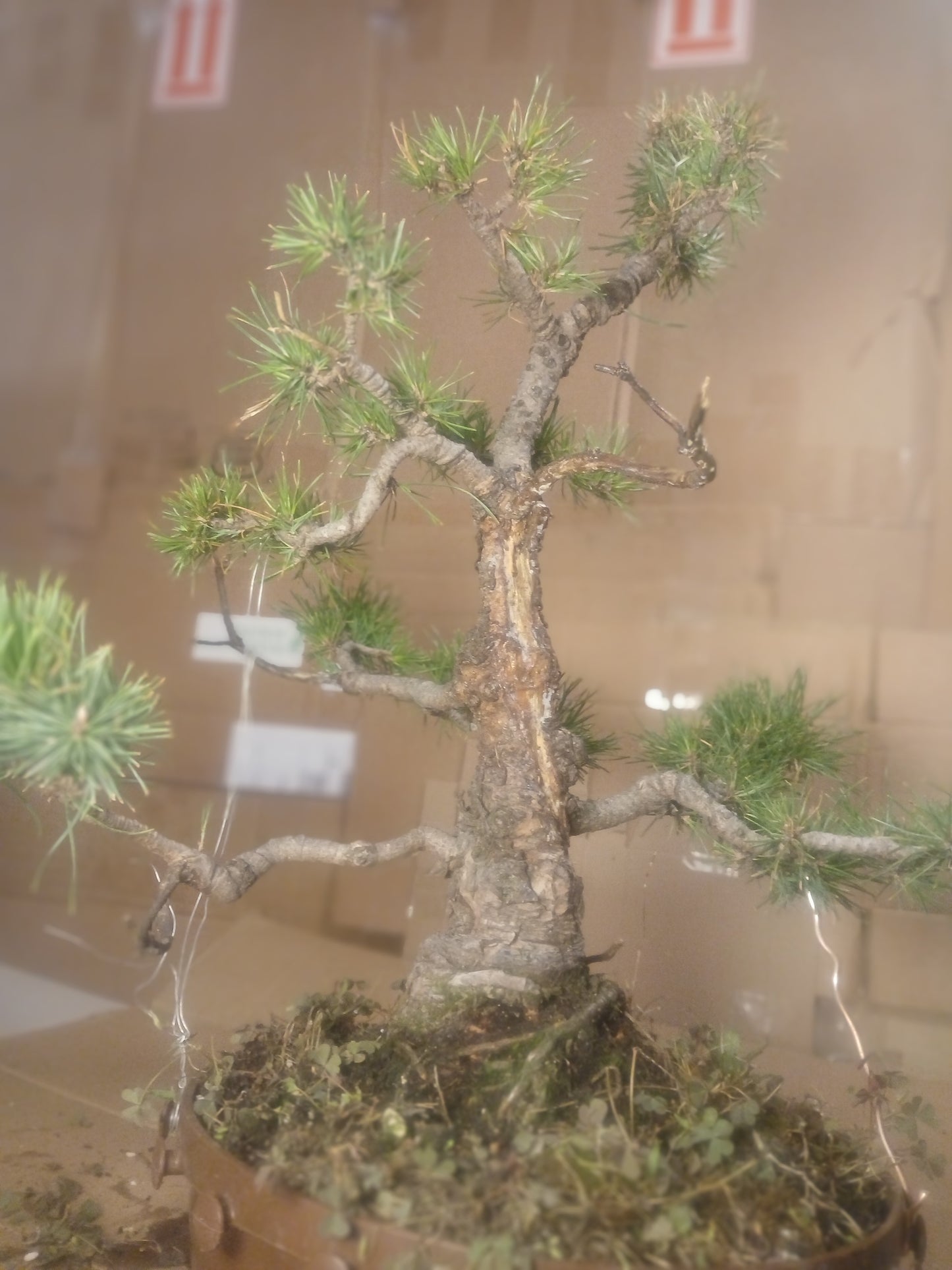 Scotts pine bonsai