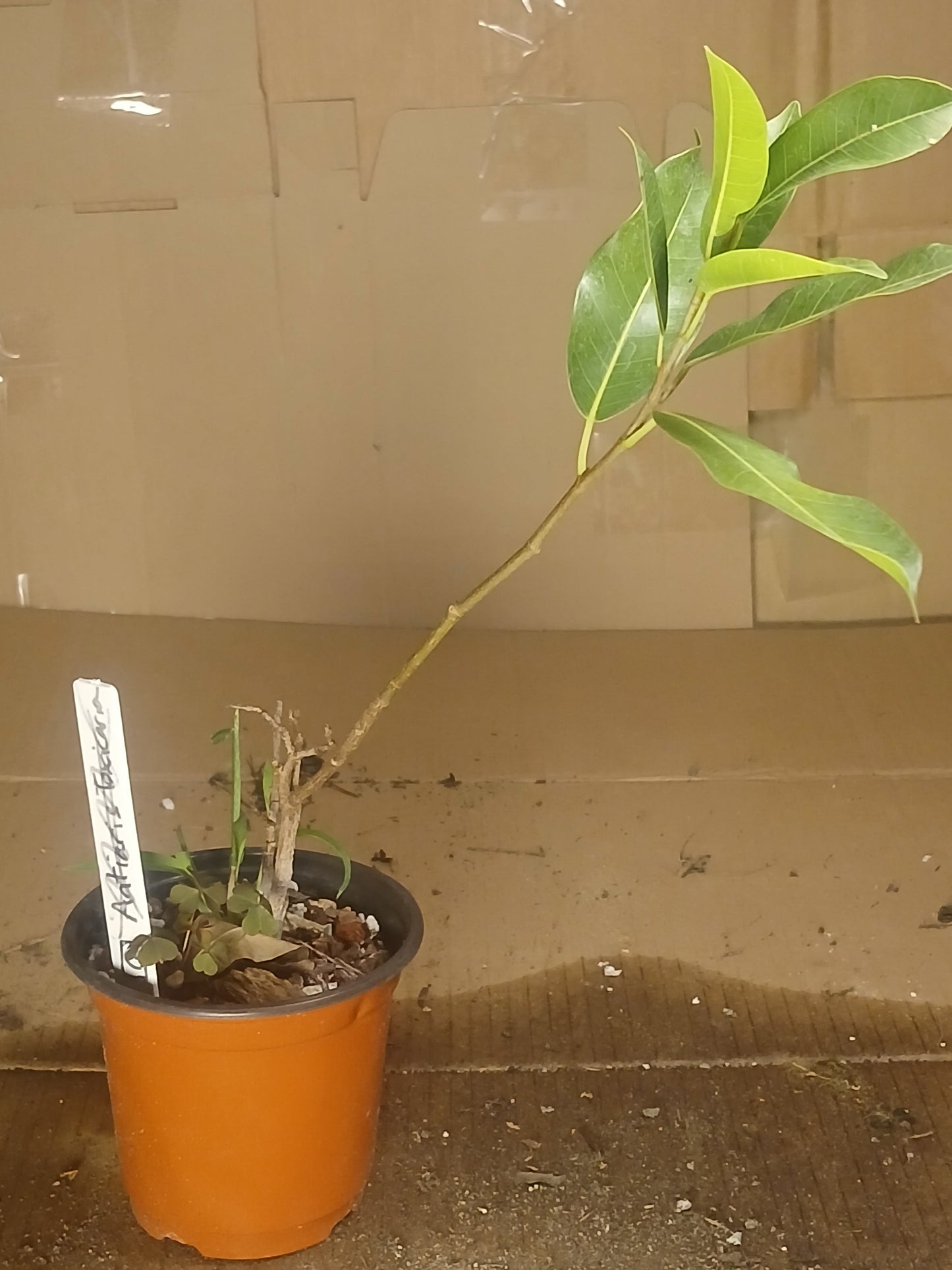 Ficus concinna