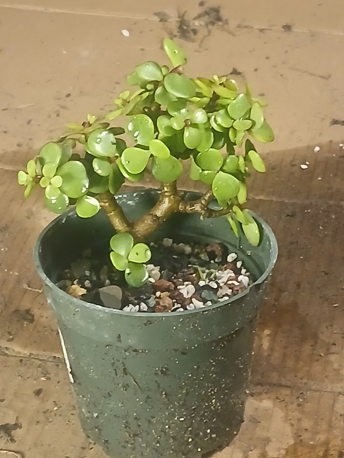 Portulicaria pre bonsai