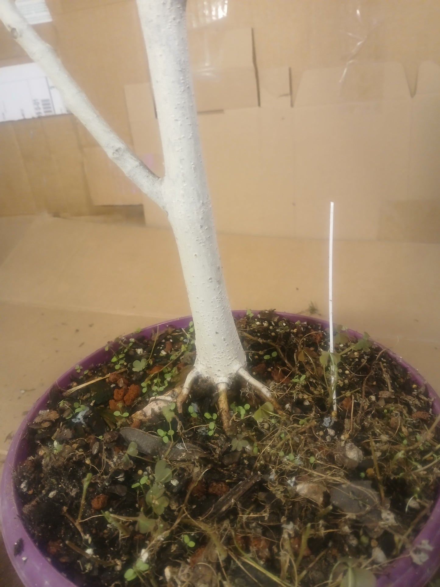 Ficus audrey prebonsai