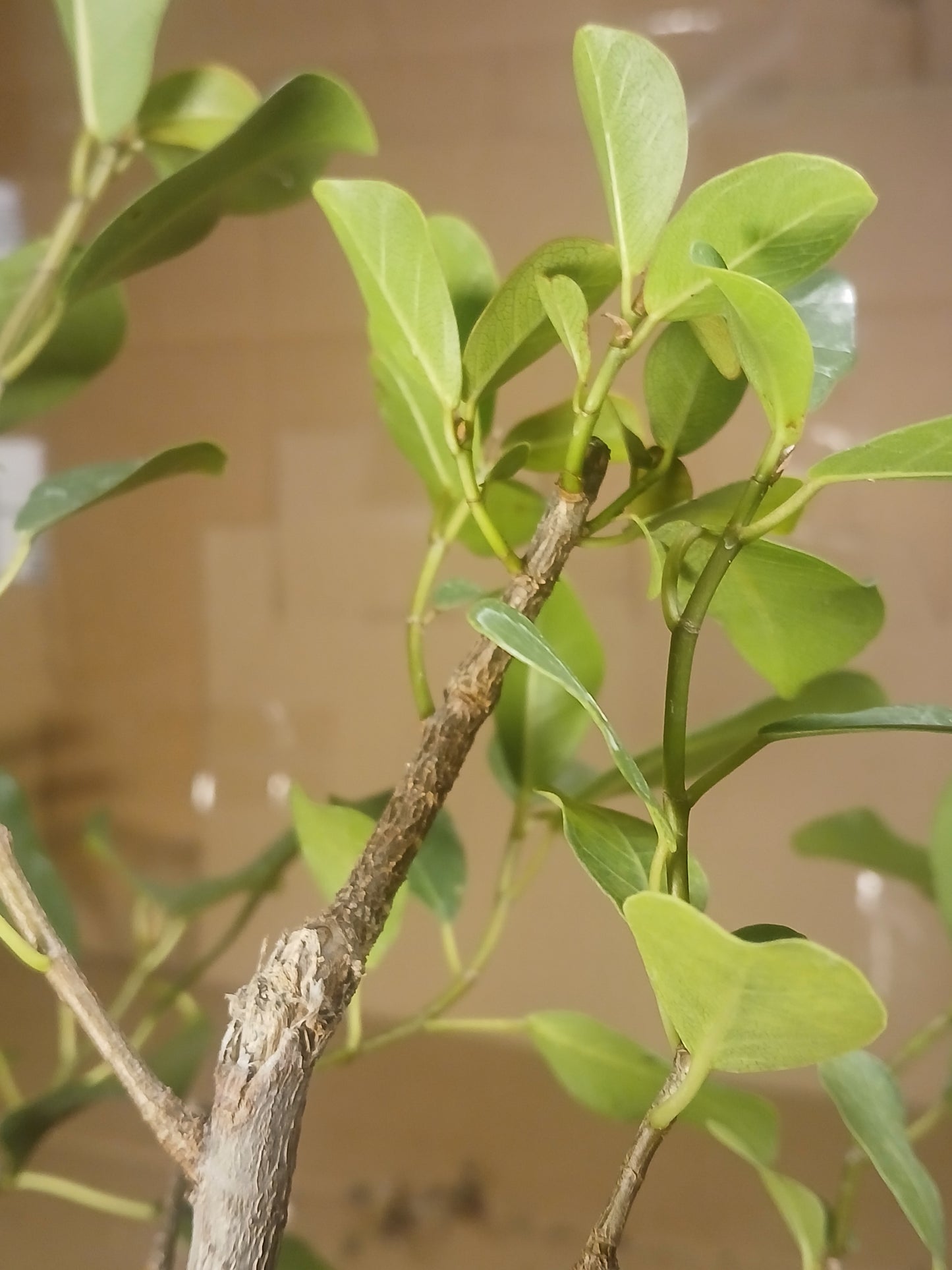 Ficus illicinna, pre bonsai.