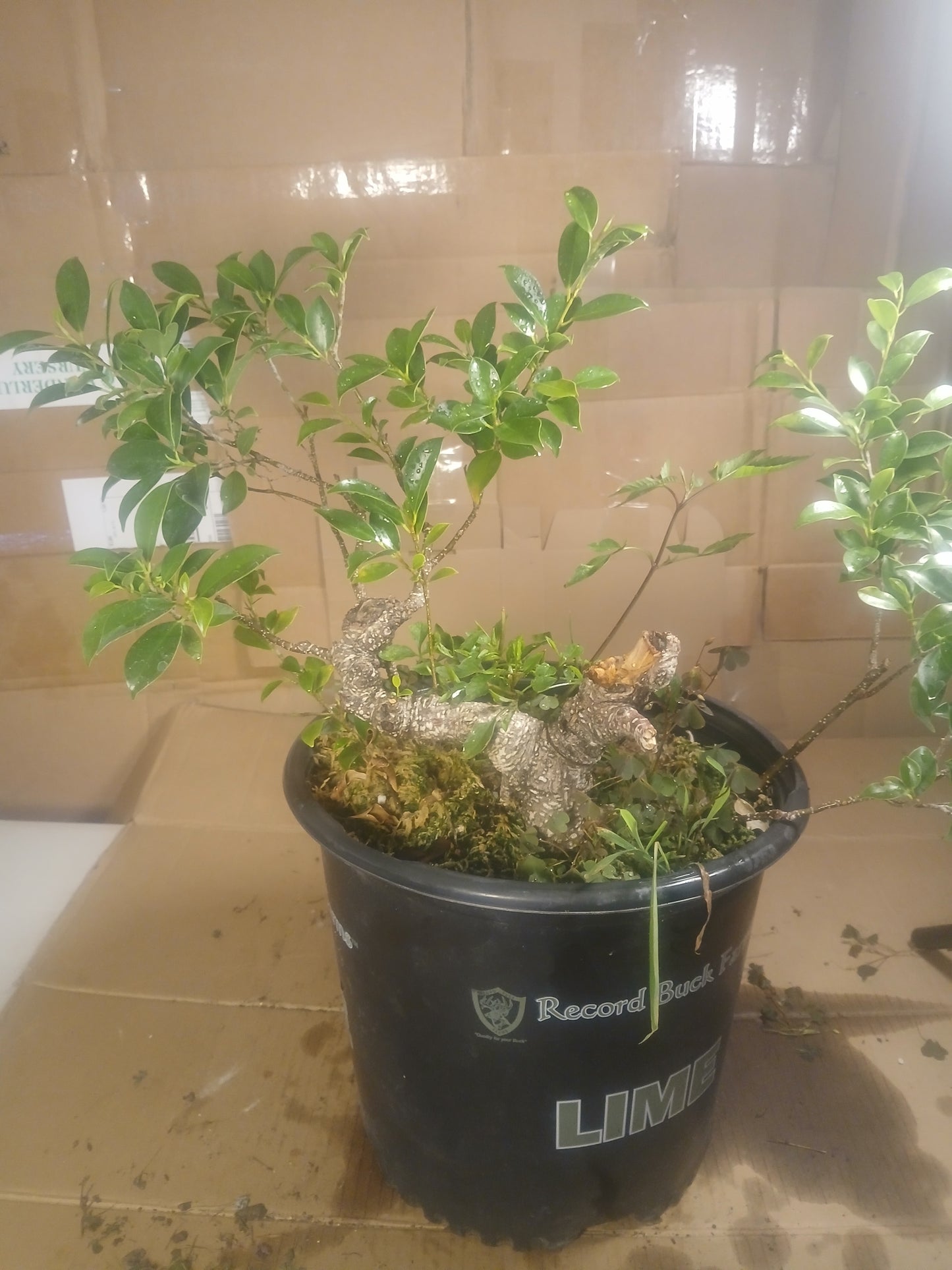 Ficus microcarpa