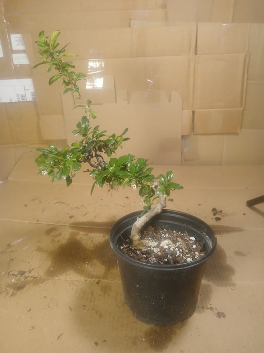Fukien tea bonsai