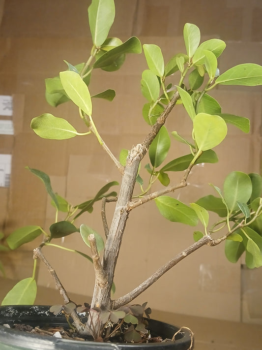 Ficus illicinna, pre bonsai.