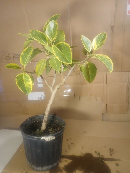 Ficus amplissima