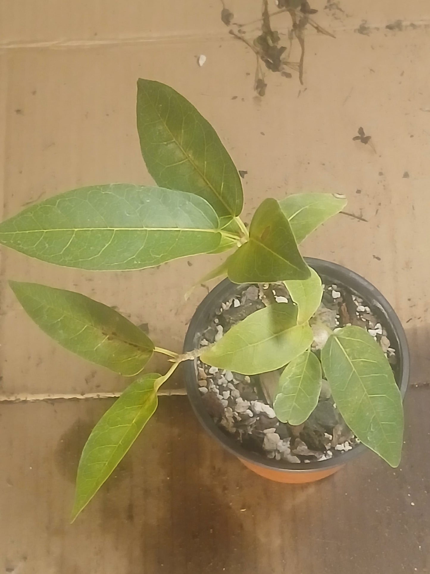 Ficus cordata