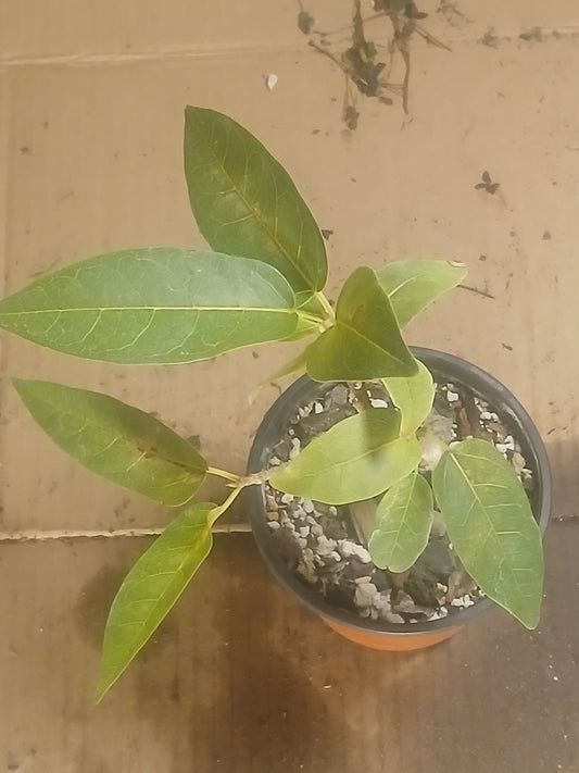 Ficus cordata