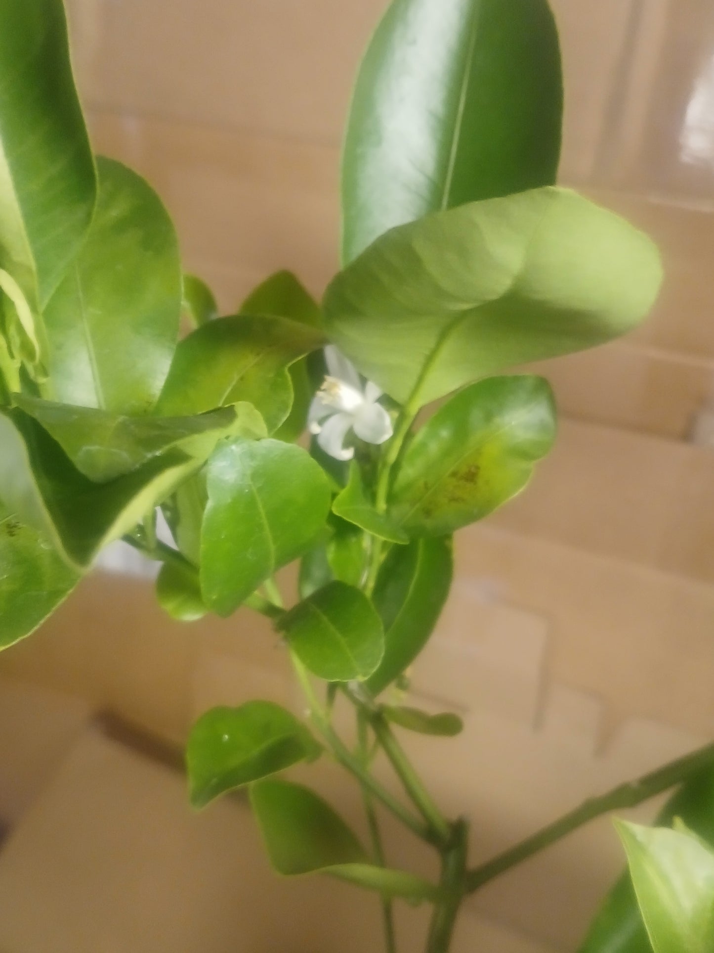Lime pre bonsai
