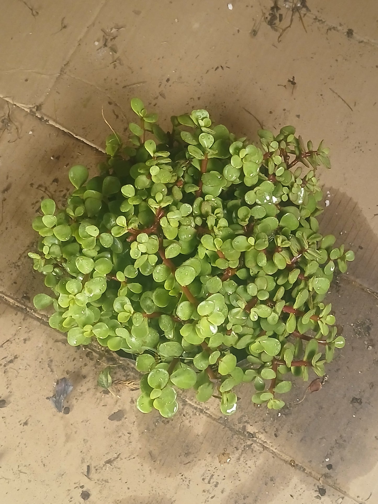 Portulacaria bonsai forest