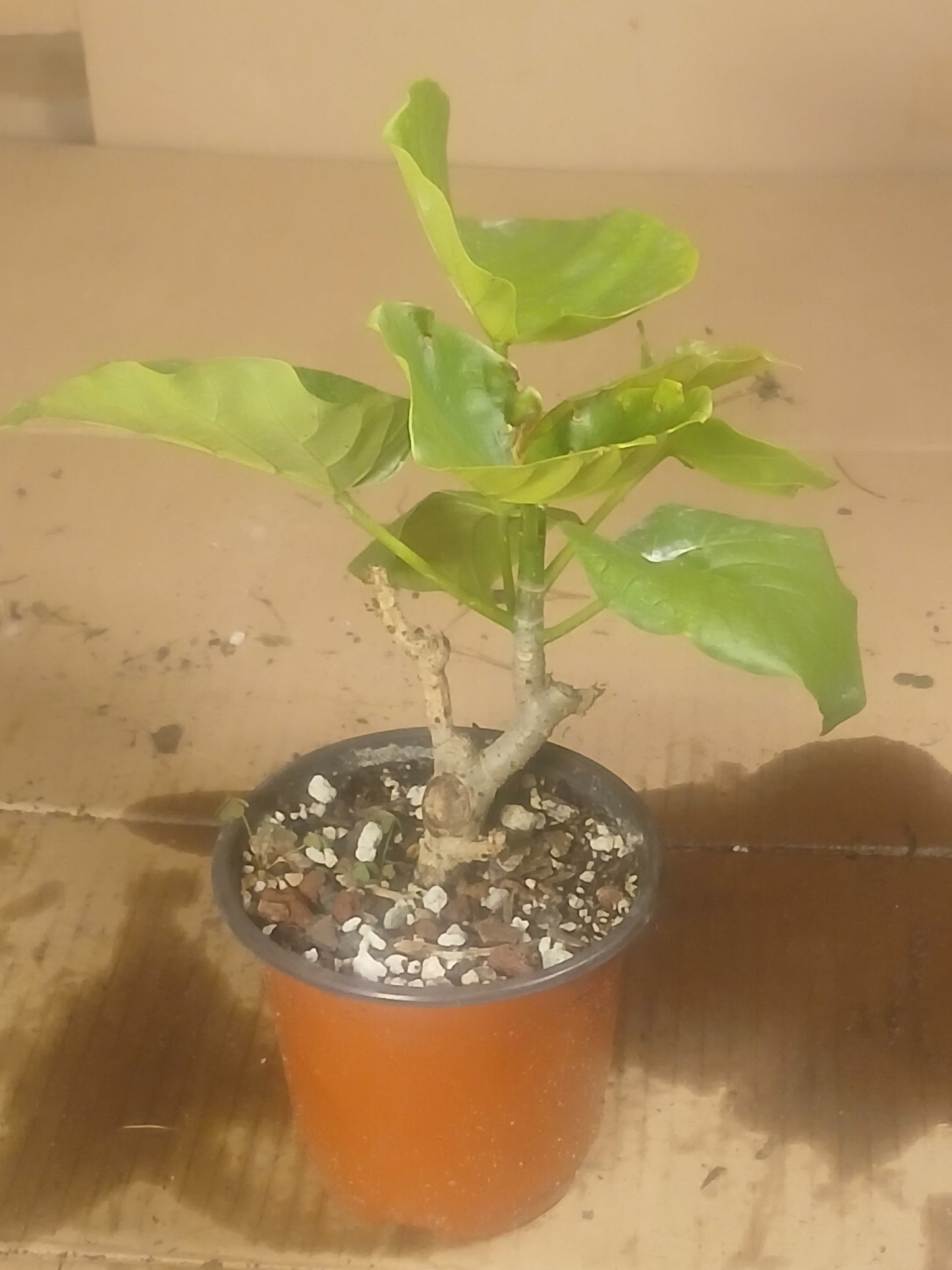 Ficus umbellata pre bonsai