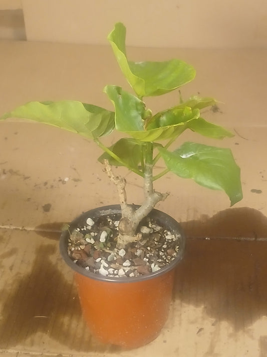 Ficus umbellata pre bonsai