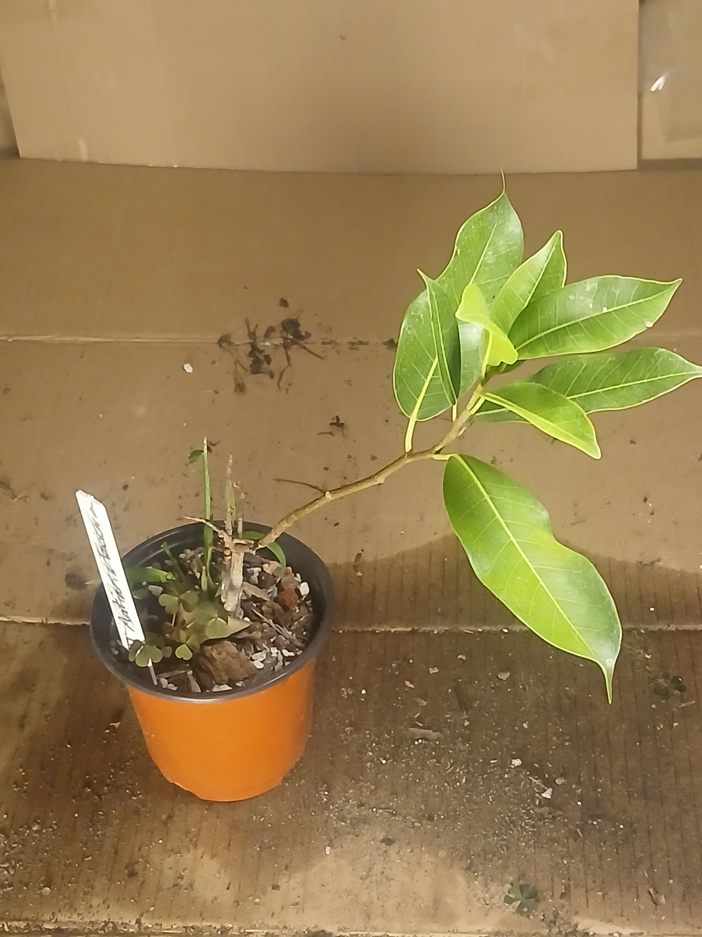 Ficus concinna