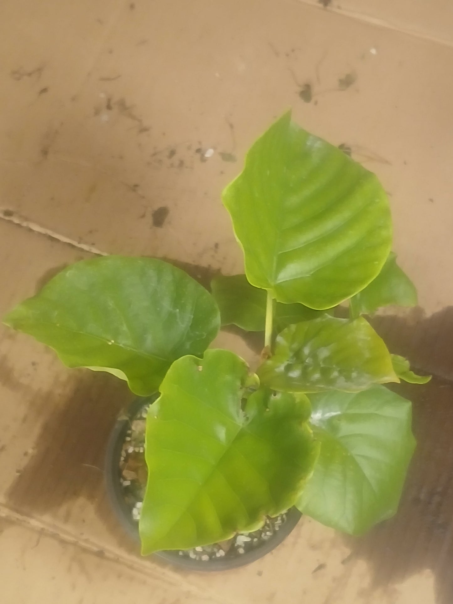 Ficus umbellata pre bonsai