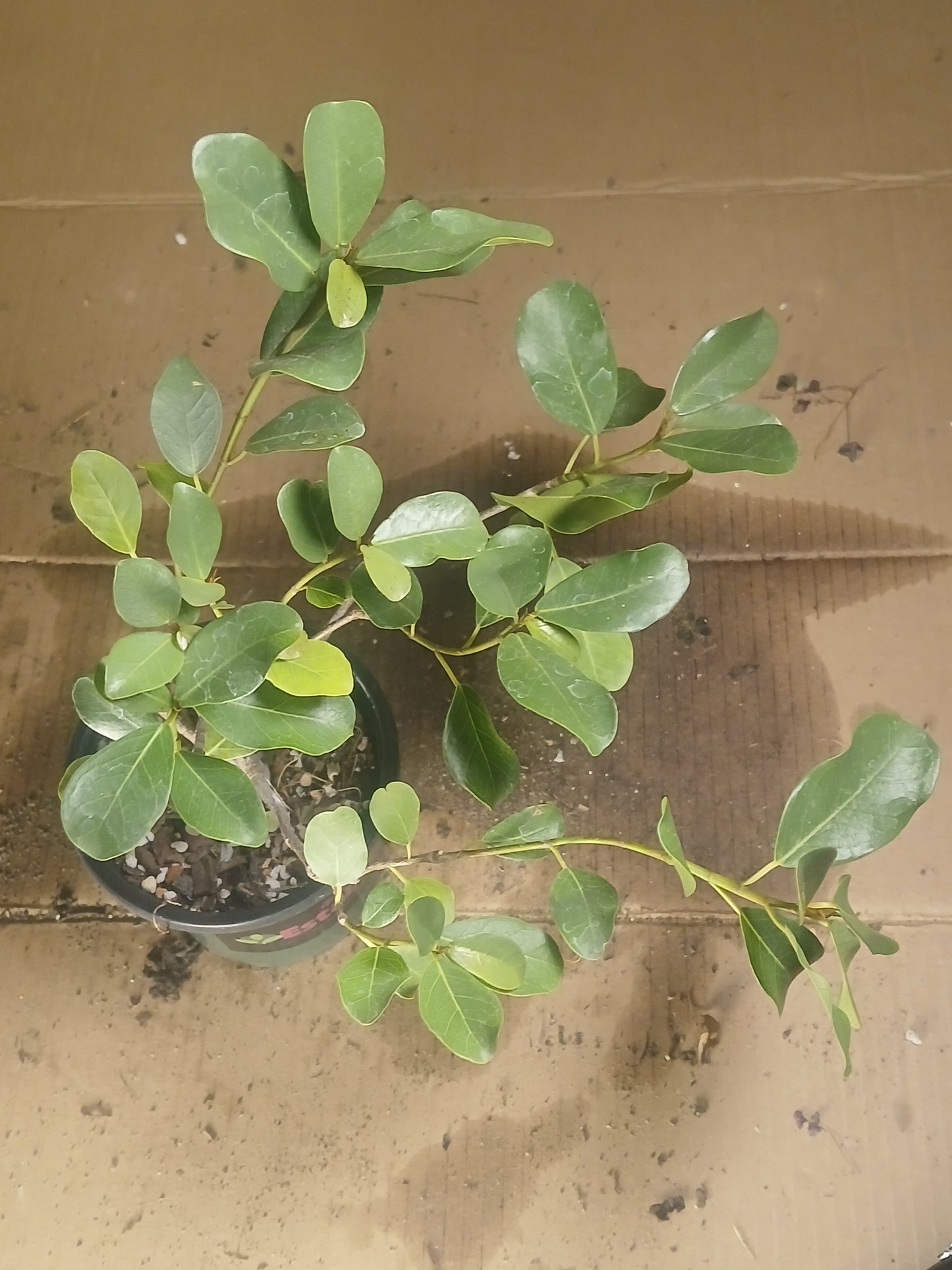 Ficus illicinna, pre bonsai.