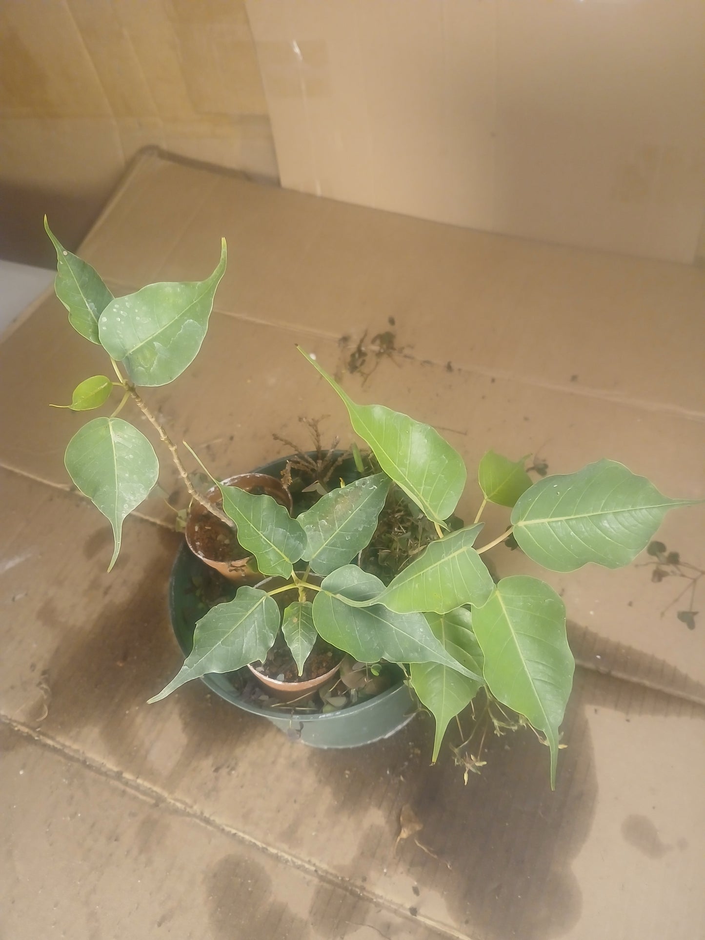 Ficus religiousa