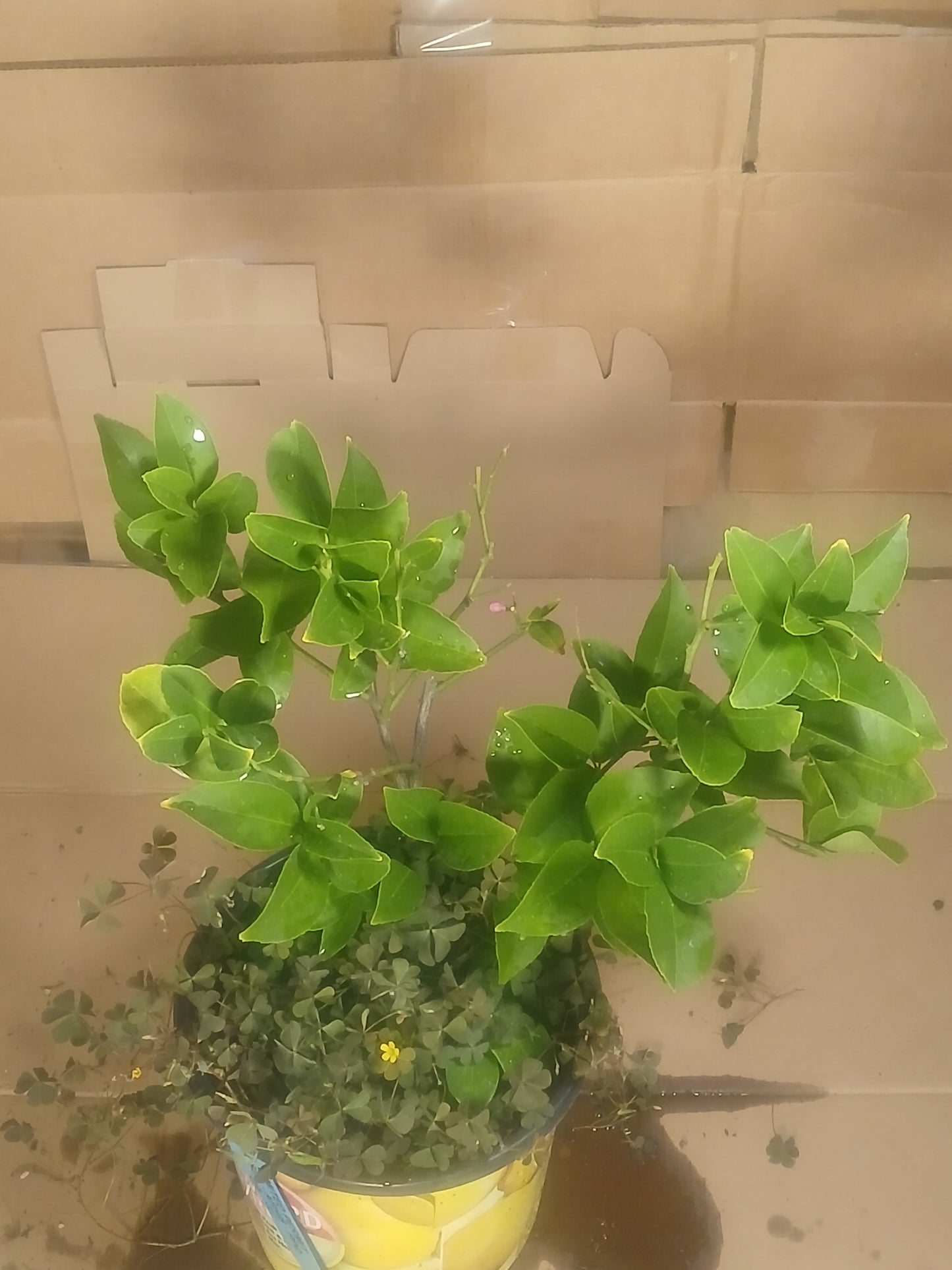 Lemon prebonsai