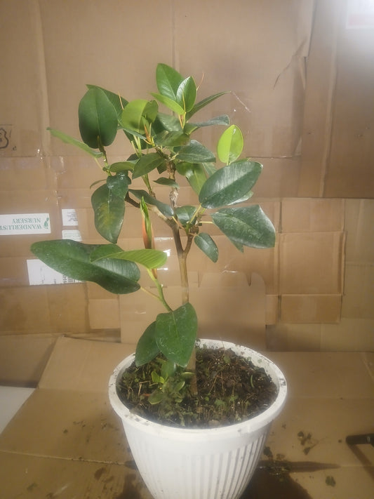 Ficus platypoda