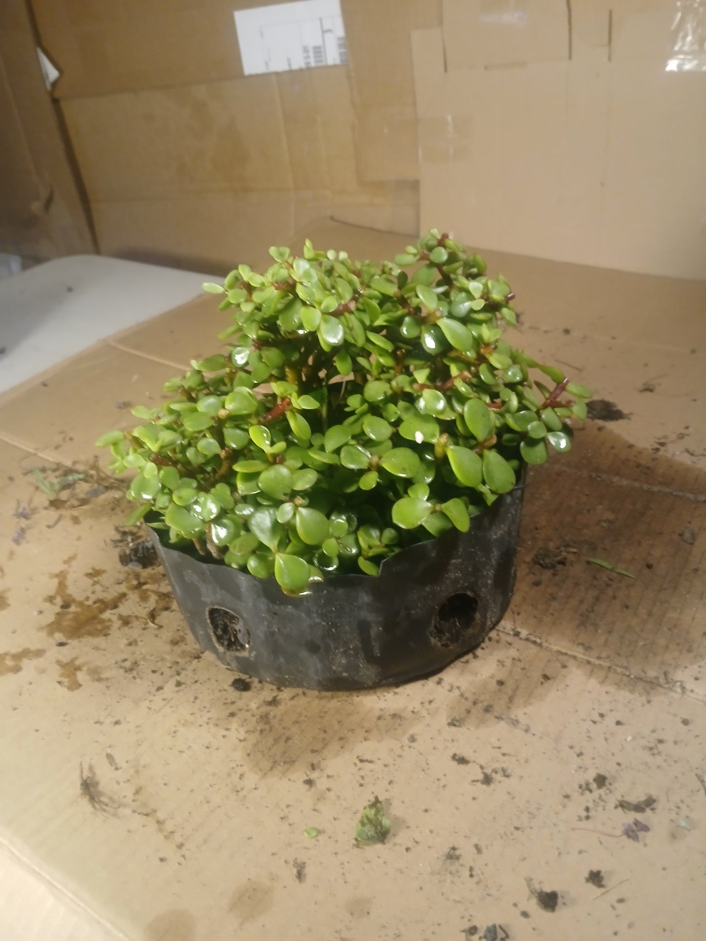 Portulacaria bonsai forest