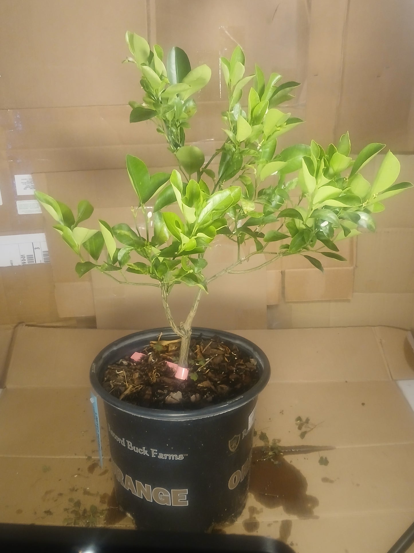 Lime pre bonsai