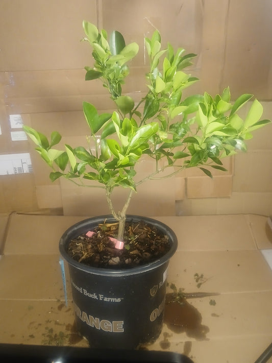 Lime pre bonsai
