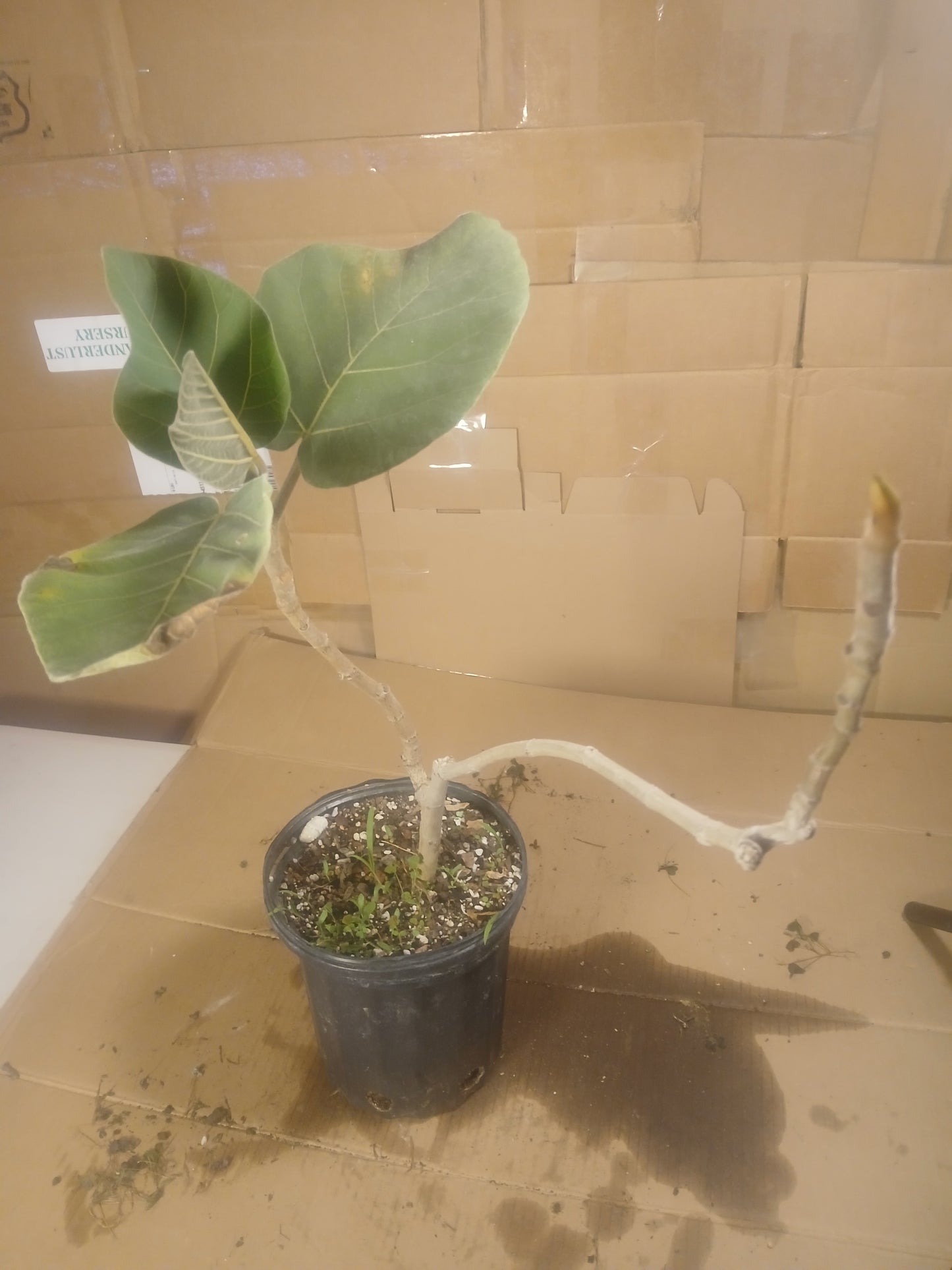 Ficus auriculata